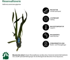 Dehner Aqua Riesenvallisnerie - Vallisneria americana gigantea