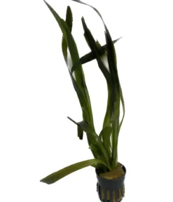 Dehner Aqua Riesenvallisnerie - Vallisneria americana gigantea