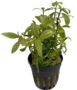 Dehner Aqua Rosablättriger Wasserfreund - Hygrophila polysperma rosa