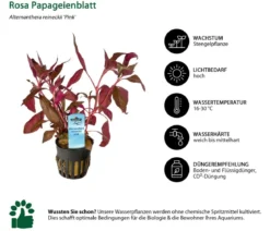 Dehner Aqua Rosa Papageienblatt - Alternanthera reineckii pink