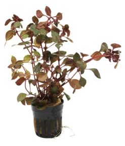 Dehner Aqua Rubin-Ludwigie - Ludwigia repens rubin