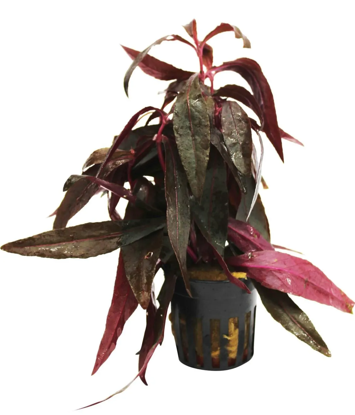 Dehner Aqua Sitzendes Papageienblatt - Alternanthera sessilis