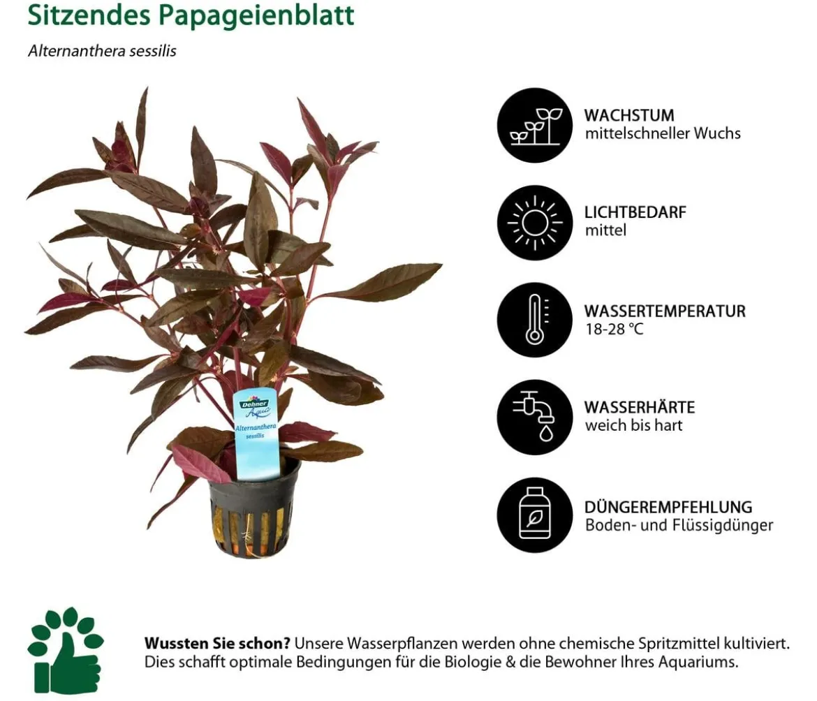 Dehner Aqua Sitzendes Papageienblatt - Alternanthera sessilis