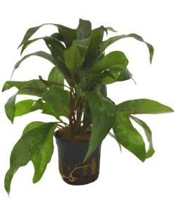 Dehner Aqua Thailändischer Wasserfreund - Hygrophila Siamensis