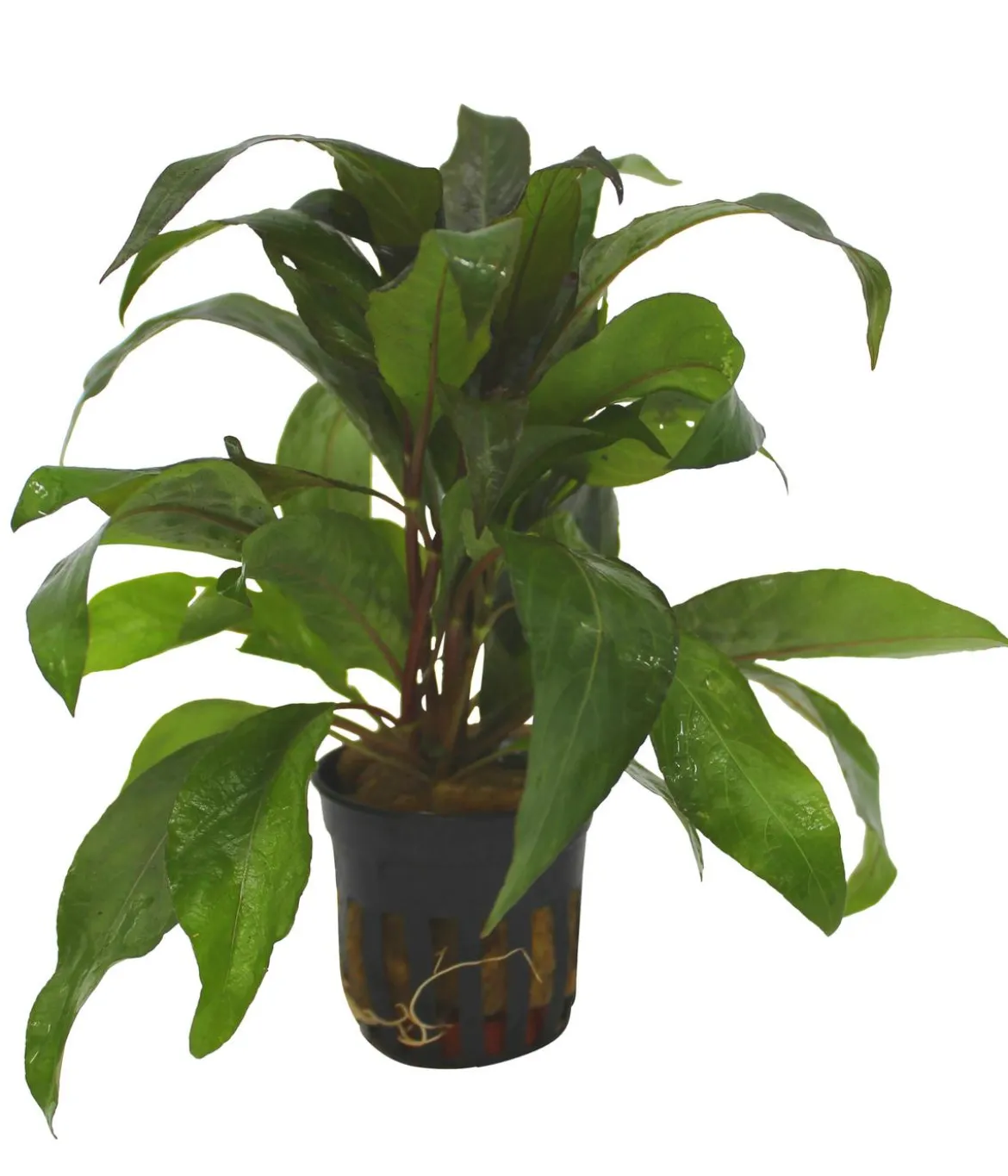 Dehner Aqua Thailändischer Wasserfreund - Hygrophila Siamensis