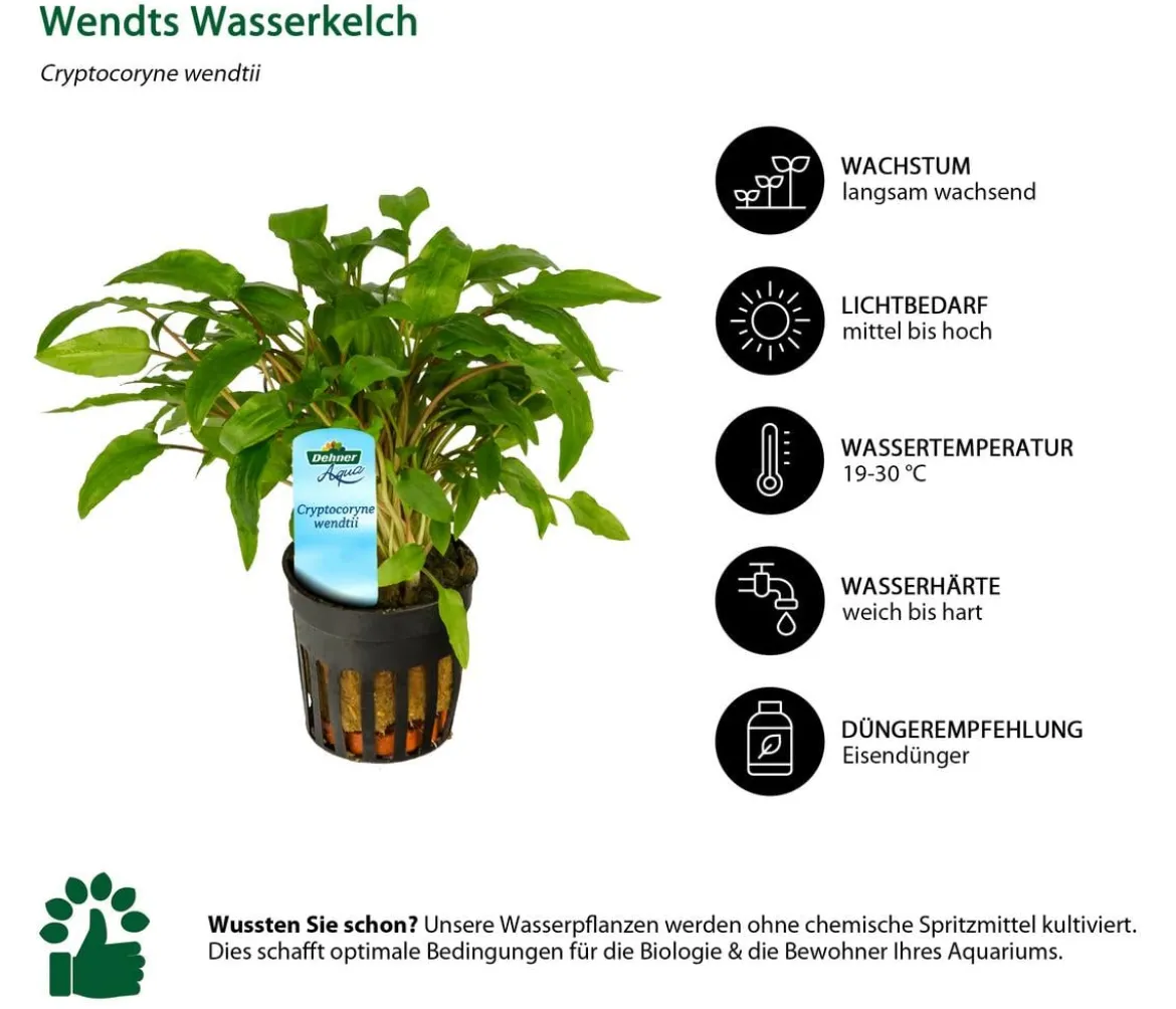 Dehner Aqua Wendts Wasserkelch - Cryptocoryne wendtii