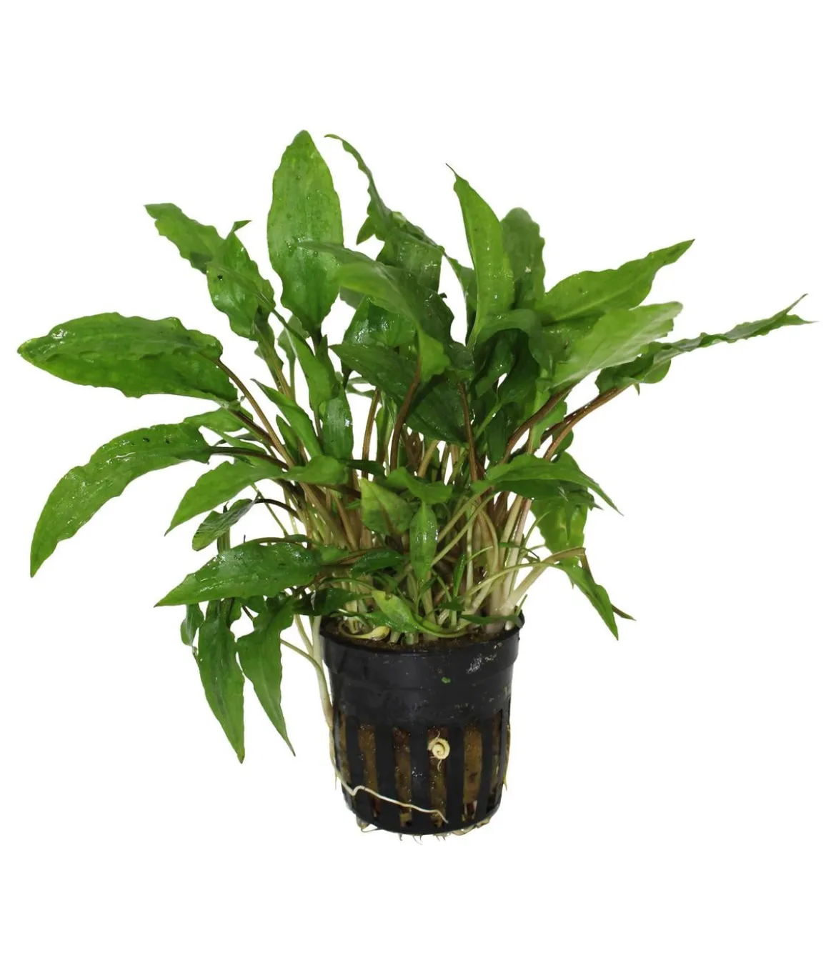 Dehner Aqua Wendts Wasserkelch - Cryptocoryne wendtii