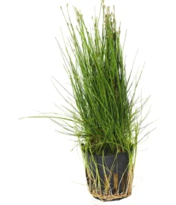 Dehner Aqua Zwerg-Nadelsimse - Eleocharis parvula