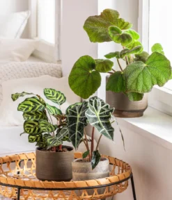 Dehner Übertopf-Set Tropical Maze, 3-teilig