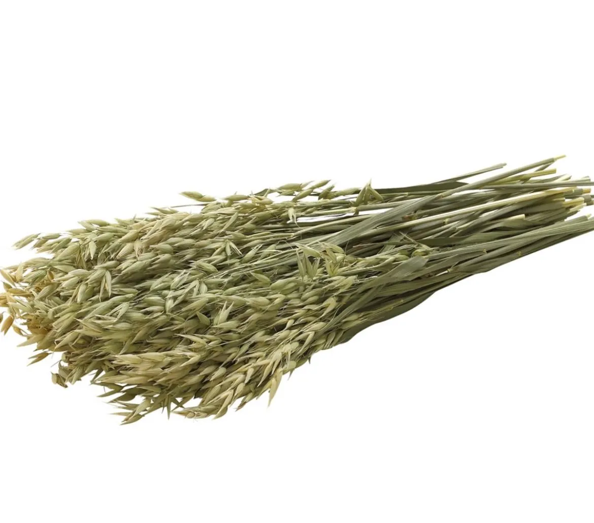 Dehner Best Nature Hafer, 75 g