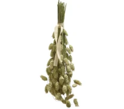 Dehner Best Nature Kanariensaat, 50 g