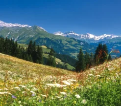 Dehner Bio Bergwiesenheu, 1,25 kg