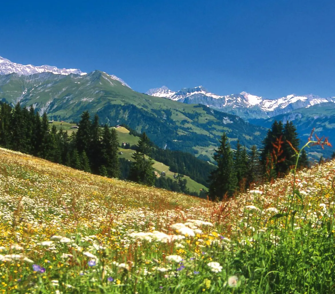 Dehner Bio Bergwiesenheu, 1,25 kg
