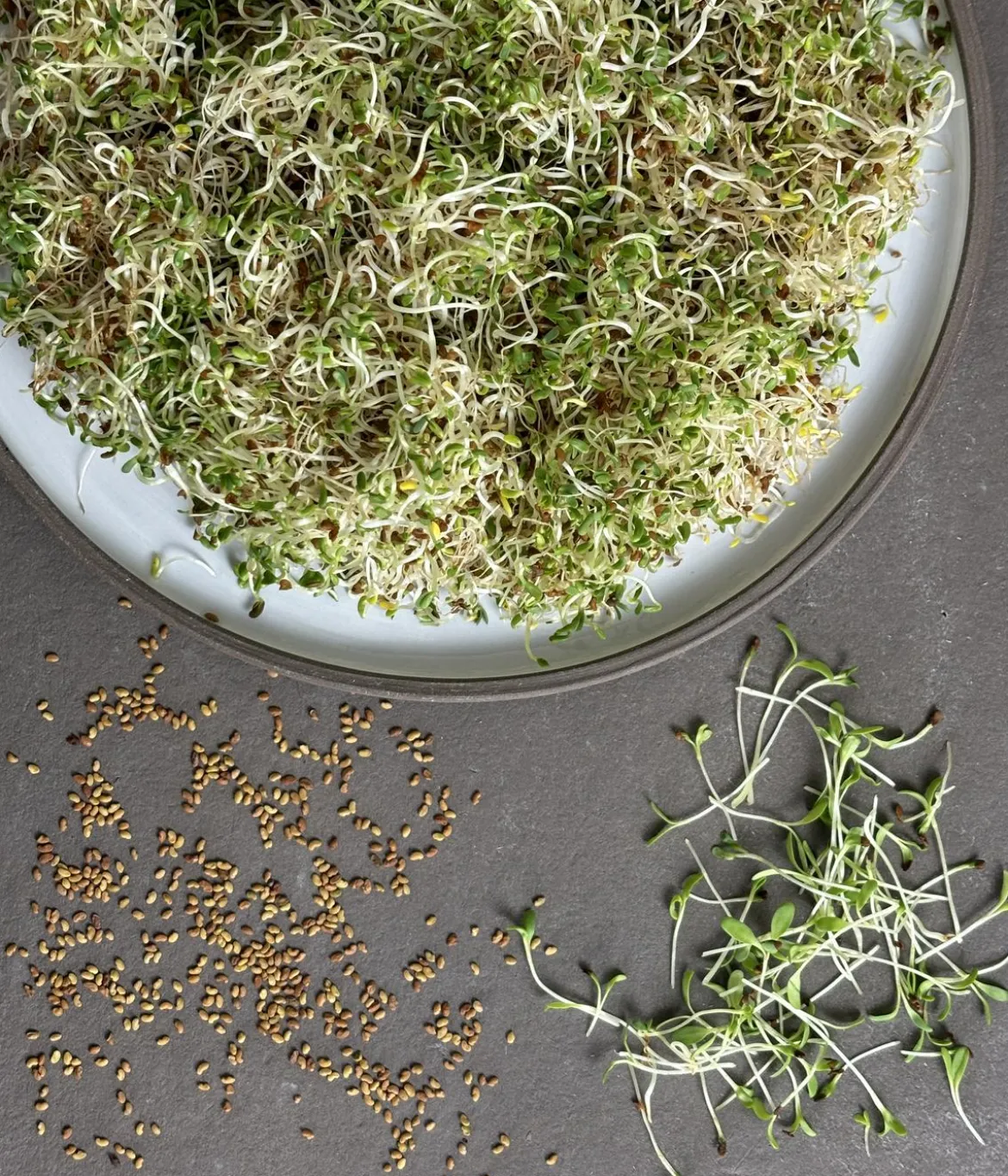 Dehner Bio-Keimsprossen 'Alfalfa'