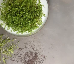 Dehner Bio-Keimsprossen 'Brokkoli'