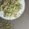 Dehner Bio-Keimsprossen 'Mungbohne'