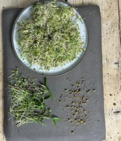 Dehner Bio-Keimsprossen 'Wellness-Mischung'
