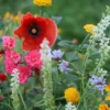 Dehner Bio-Saatgut Blumenmischung 'Sommertraum'