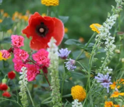 Dehner Bio-Saatgut Blumenmischung 'Sommertraum'