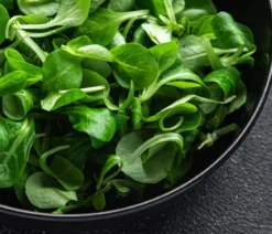Dehner Bio-Saatgut Feldsalat 'Vit'