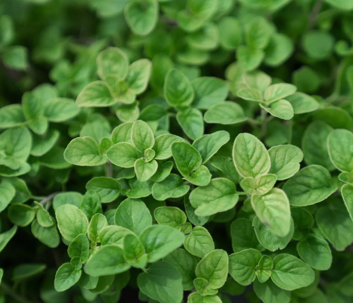 Dehner Bio Saatgut Griechischer Oregano 'Samothrake'