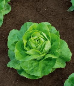 Dehner Bio-Saatgut Kopfsalat 'Summertime'