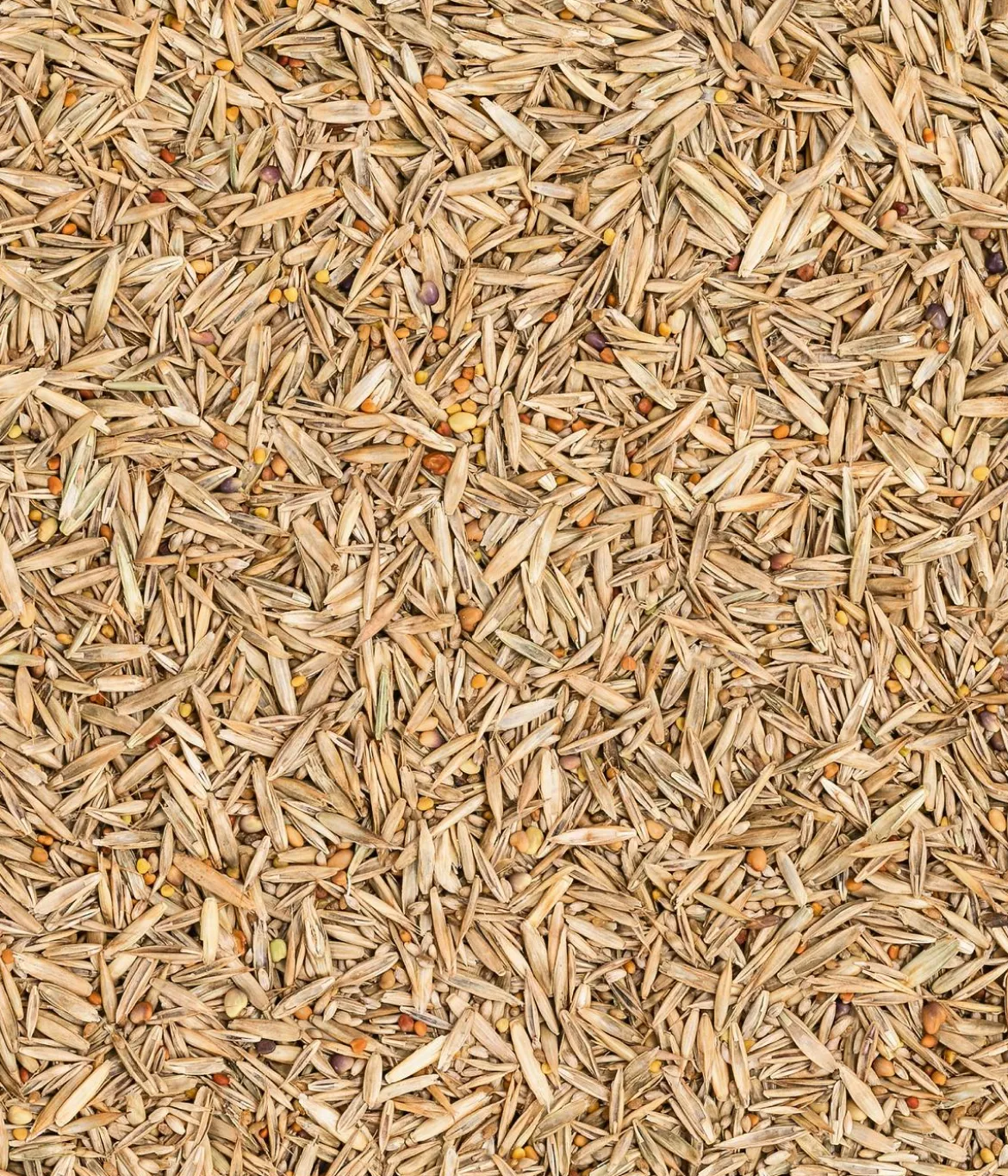 Dehner Bio Saatgut Naturwiese, 250 g
