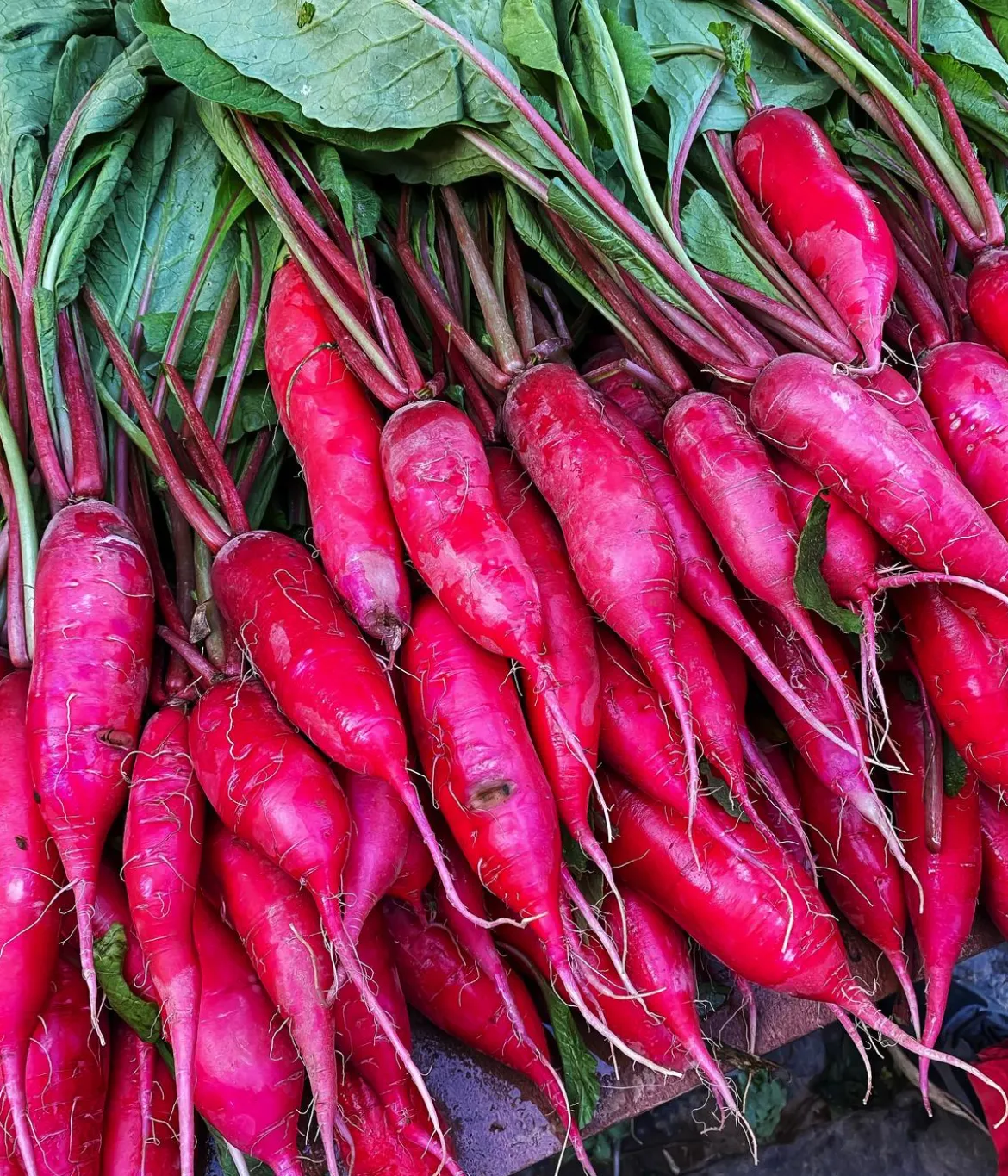 Dehner Bio-Saatgut Rettich 'Ostergruß rosa 2'