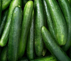 Dehner Bio-Saatgut Salatgurke 'Tanja'