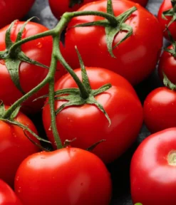 Dehner Bio-Saatgut Salattomate 'Matina'