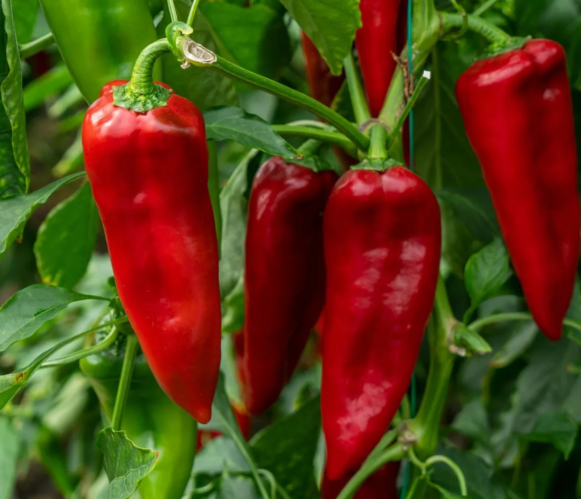 Dehner Bio-Saatgut Spitzpaprika 'Corno rosso'