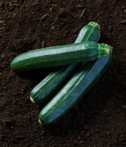 Dehner Bio-Saatgut Zucchini 'Inizia'
