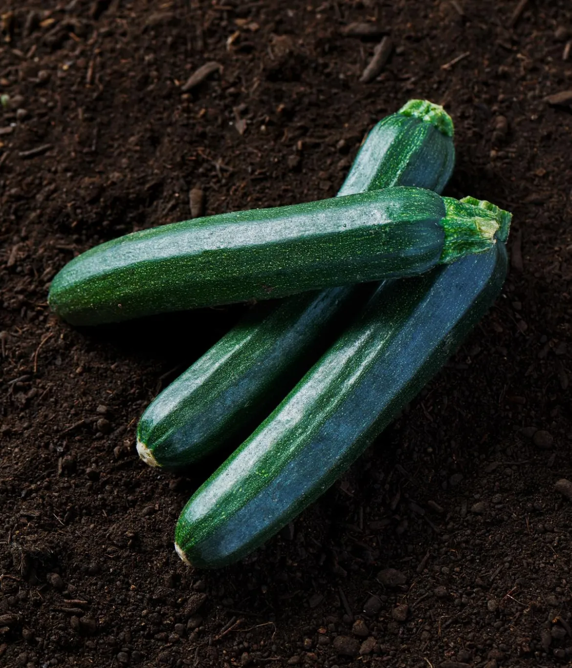 Dehner Bio-Saatgut Zucchini 'Inizia'
