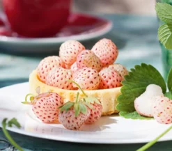 Dehner Erdbeere 'Weiße Ananas'