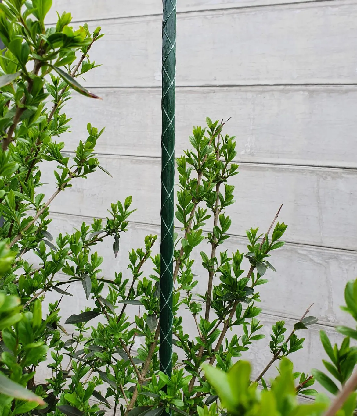 Dehner Fiberglas-Pflanzenstab