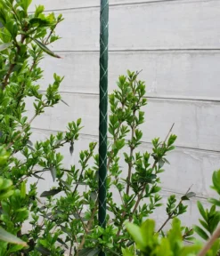 Dehner Fiberglas-Pflanzenstab