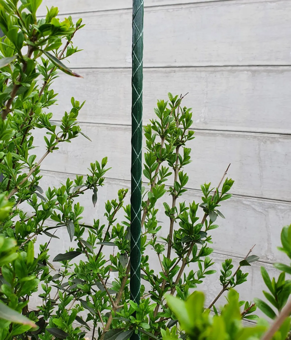 Dehner Fiberglas-Pflanzenstab