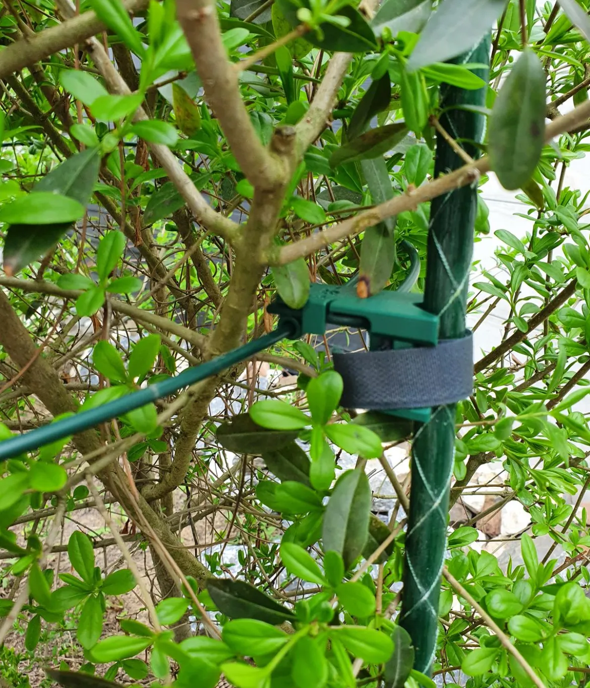 Dehner Fiberglas-Pflanzenstab
