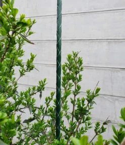 Dehner Fiberglas-Pflanzenstab
