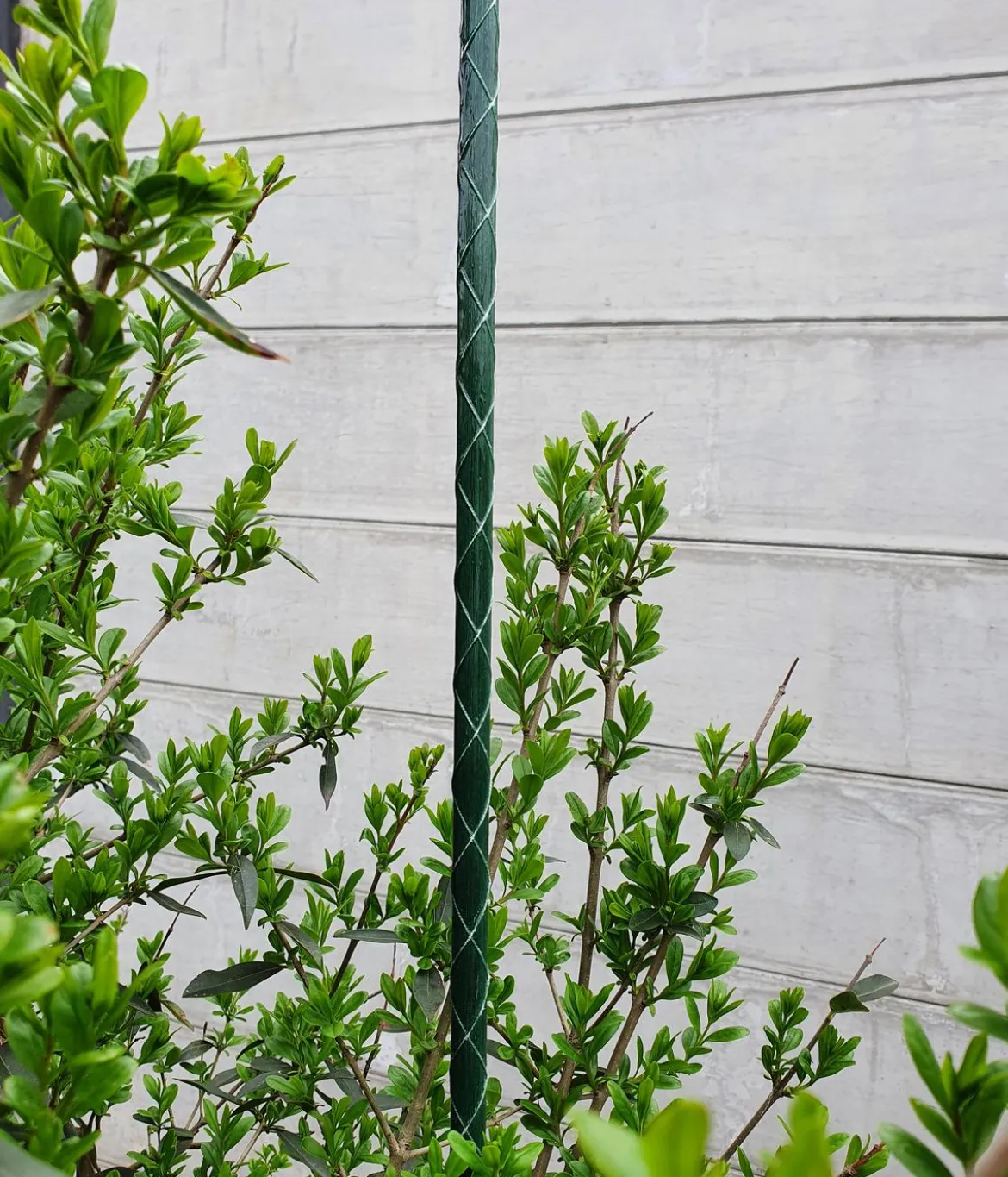 Dehner Fiberglas-Pflanzenstab