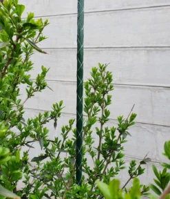 Dehner Fiberglas-Pflanzenstab