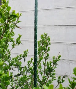 Dehner Fiberglas-Pflanzenstab