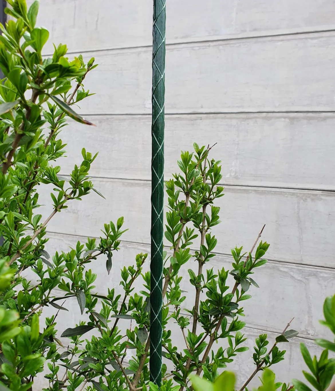 Dehner Fiberglas-Pflanzenstab