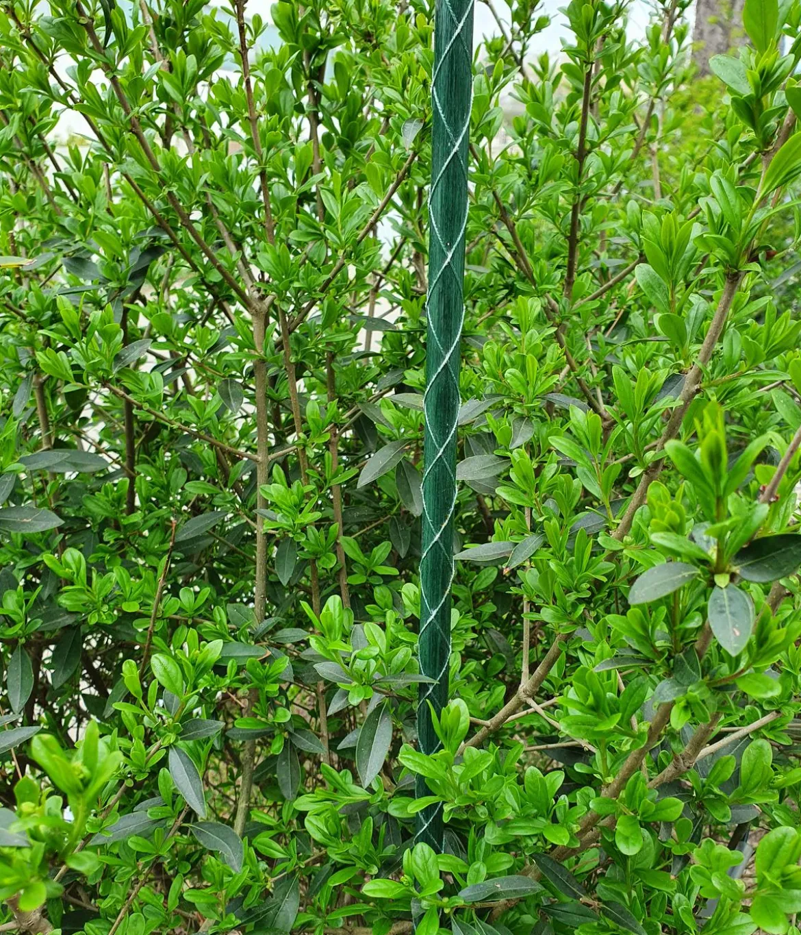 Dehner Fiberglas-Pflanzenstab