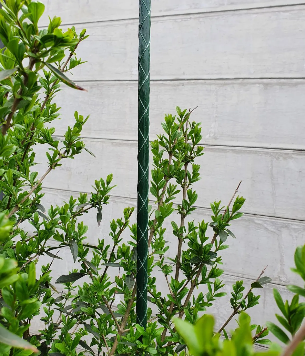 Dehner Fiberglas-Pflanzenstab