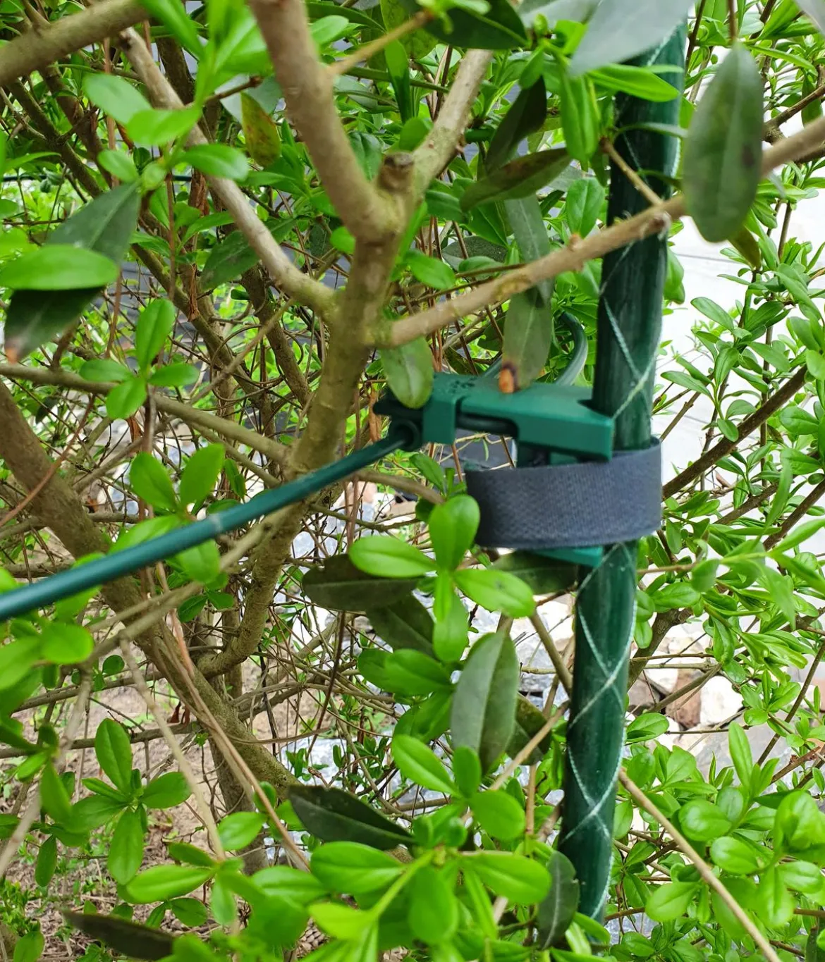 Dehner Fiberglas-Pflanzenstab