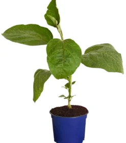 Dehner Gourmet Garten Aubergine, veredelt