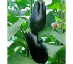 Dehner Gourmet Garten Aubergine, veredelt