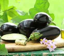 Dehner Gourmet Garten Aubergine, veredelt