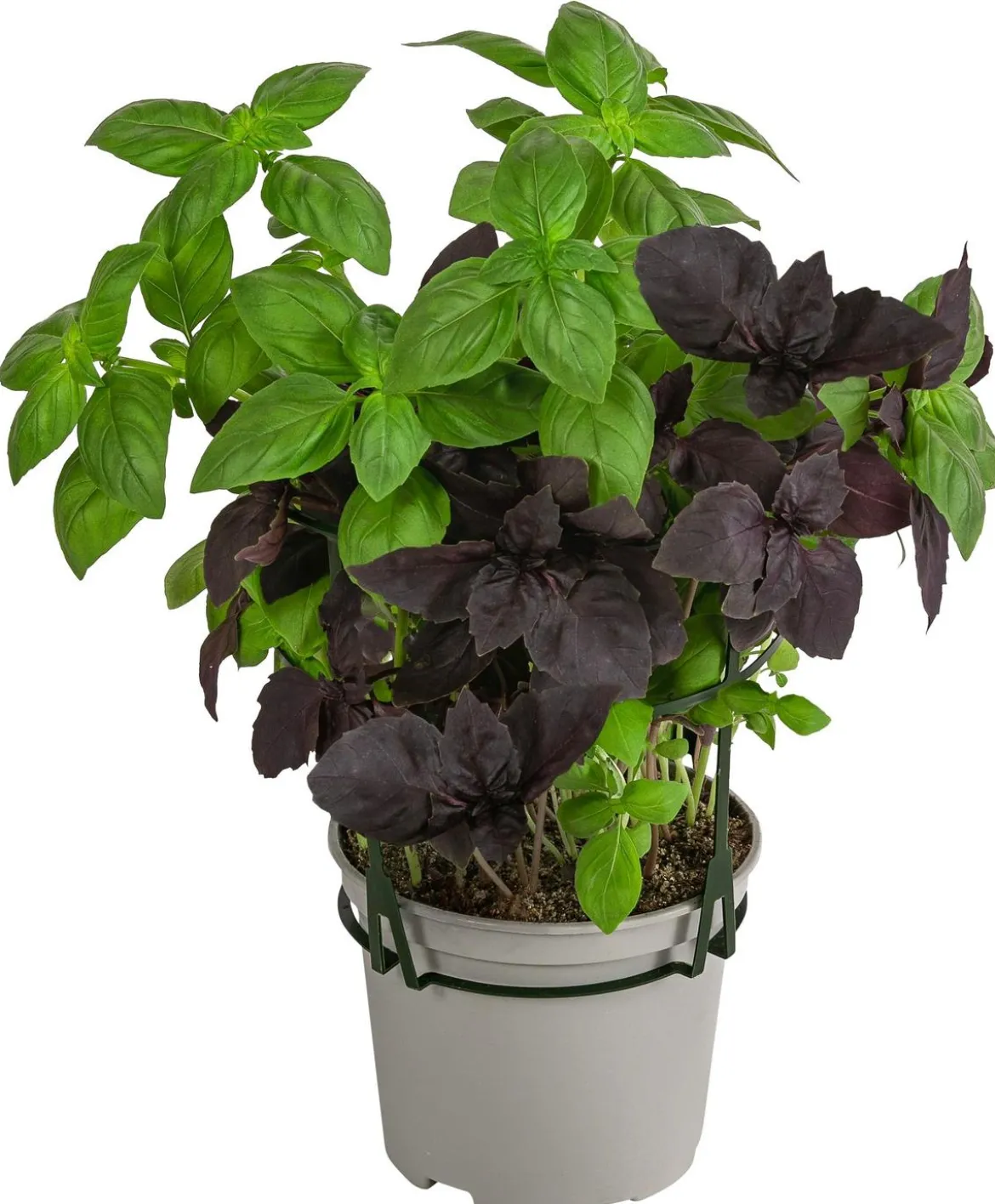 Dehner Gourmet Garten Basilikum-Trio